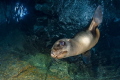   playful sea lion small cavern Mexico  